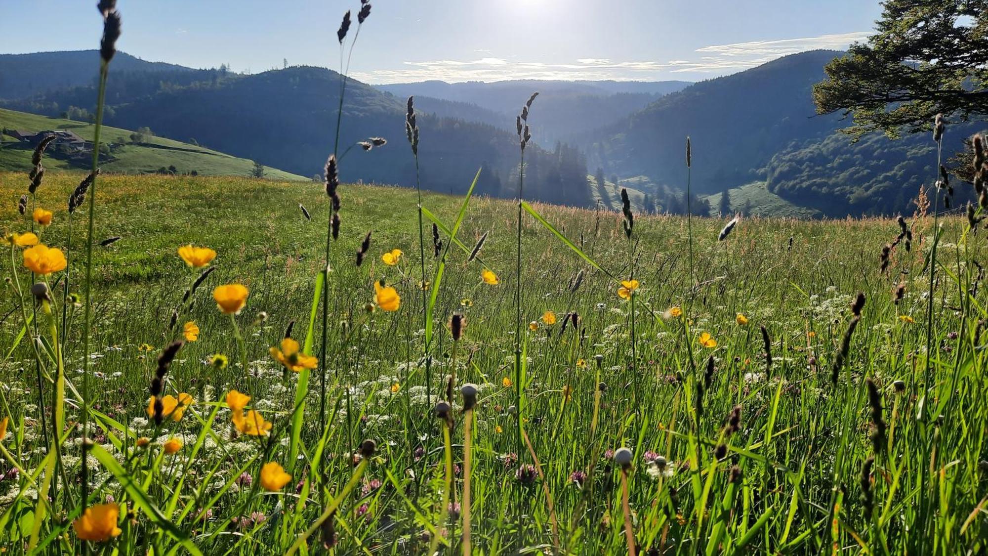 Gruener Baum Naturparkhotel & Schwarzwald-Restaurant ทอดท์เนา ภายนอก รูปภาพ